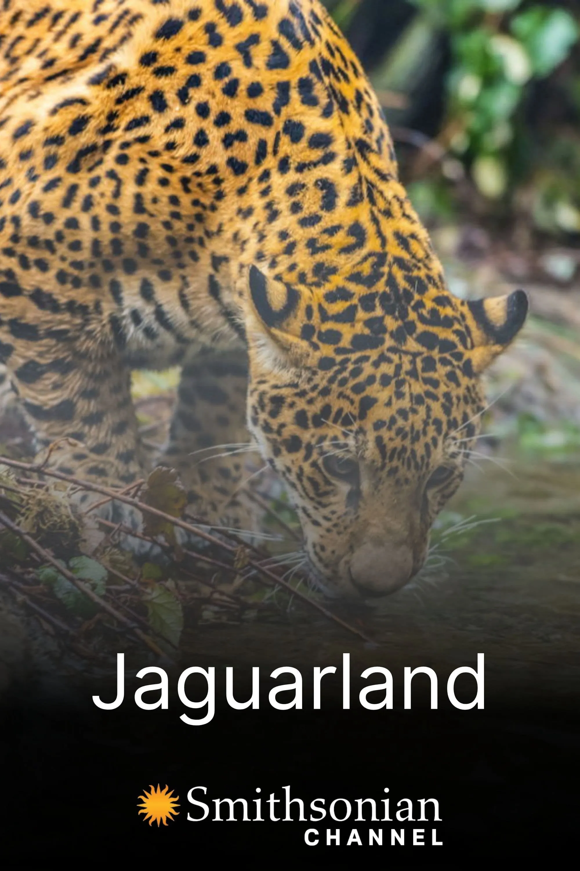 /media/14/jaguarland-thumb.jpg